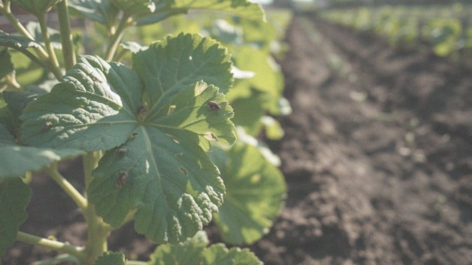 Kiedy należy stosować oprysk na dorosłe opuchlaki i larwy?
