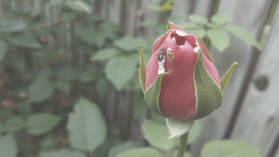 Co zjada pąki róż? Poznaj szkodniki i metody ich zwalczania
