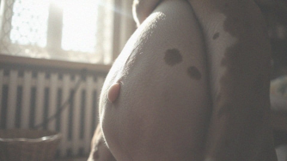 Kiedy pojawia się mleko u suki w ciąży? Kluczowe informacje