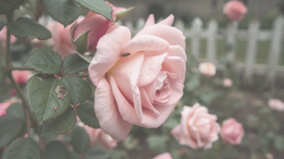 Szkodniki róż chrząszcze – ich wpływ i skuteczne zwalczanie